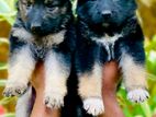 German Shepherd Puppies