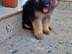 German Shepherd Puppies