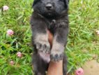 German Shepherd Puppies