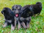 German Shepherd puppies