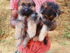 German Shepherd puppies
