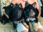 German Shepherd Puppies