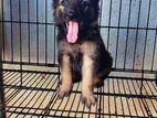 German Shepherd Puppies