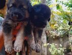 German Shepherd Puppies