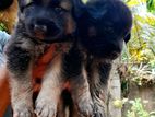 German Shepherd Puppies