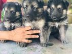 German Shepherd Puppies