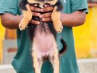 German Shepherd Puppies