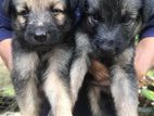 German Shepherd Puppies