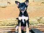 German Shepherd Puppies