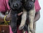 German Shepherd Puppies