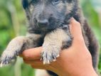 German Shepherd Puppies