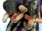 German Shepherd Puppies