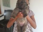 German Shepherd Puppies
