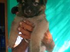 German Shepherd Puppies