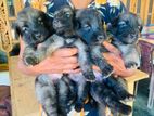 German Shepherd Puppies