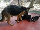 German Shepherd Puppies