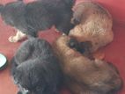 German Shepherd Puppies