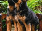 German Shepherd Puppies