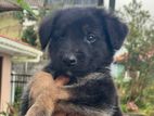 German Shepherd Puppies
