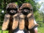 German Shepherd Puppies