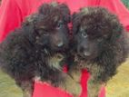 German Shepherd Puppies
