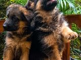 German Shepherd Puppies