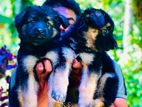 German Shepherd Puppies
