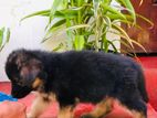 German Shepherd Puppies