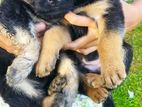 German Shepherd Puppies