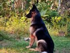 German Shepherd Puppies