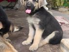 German Shepherd Puppies