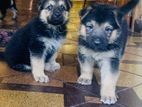 German Shepherd Puppies