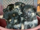 German Shepherd Puppies