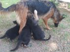 German Shepherd Puppies