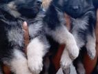 German Shepherd Puppies