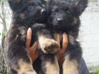 German Shepherd Puppies