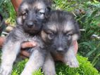 German Shepherd Puppies