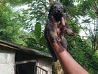 German Shepherd Puppies