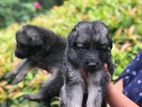 German Shepherd Puppies