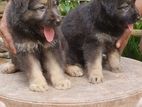 German Shepherd Puppies