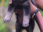 German Shepherd Puppies