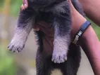 German Shepherd Puppies