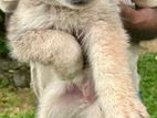 German Shepherd Puppies