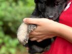 German Shepherd Puppies