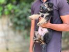 German Shepherd puppies