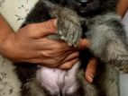 German Shepherd Puppies