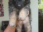 German Shepherd Puppies