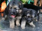 German Shepherd Puppies