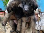 German Shepherd Puppies