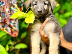 German Shepherd Puppies